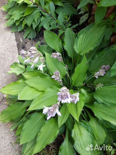 Хоста растение