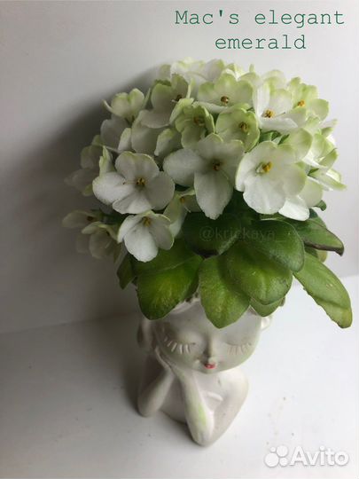 Сортовые фиалки мини