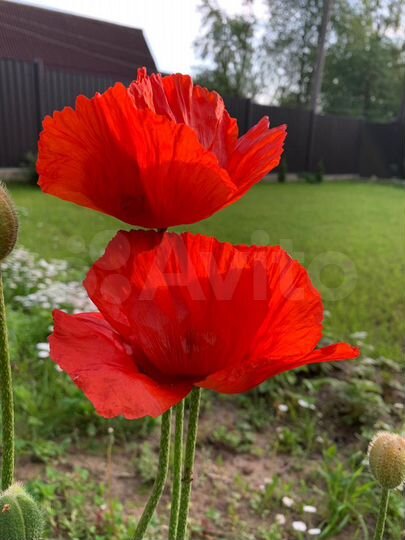 Участок 10 сот. (СНТ, ДНП)