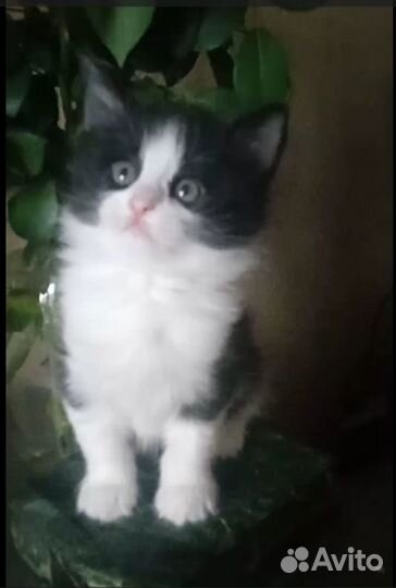 Котенок в добрые руки