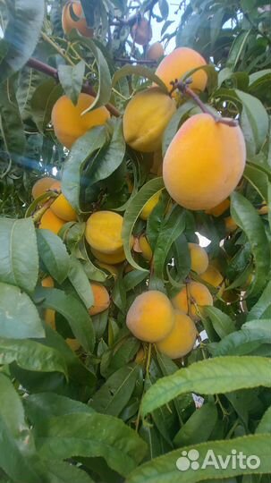 Семена персика крупного