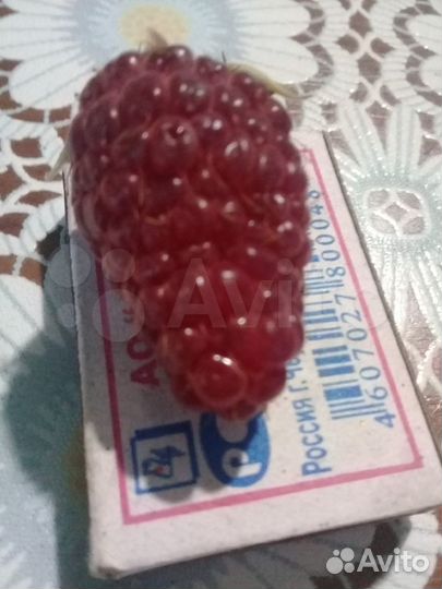 Малина ремонтантная