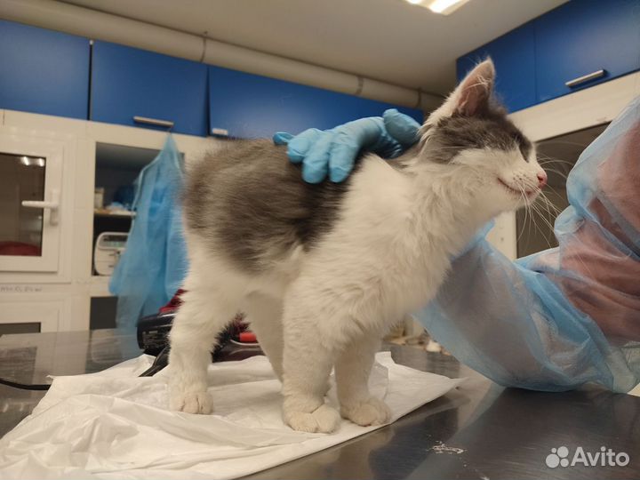 Котенок в добрые руки