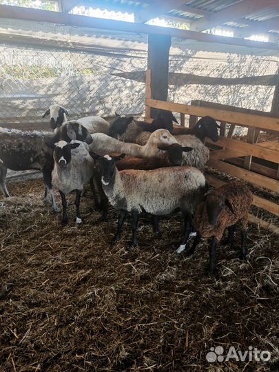 Бараны овцы