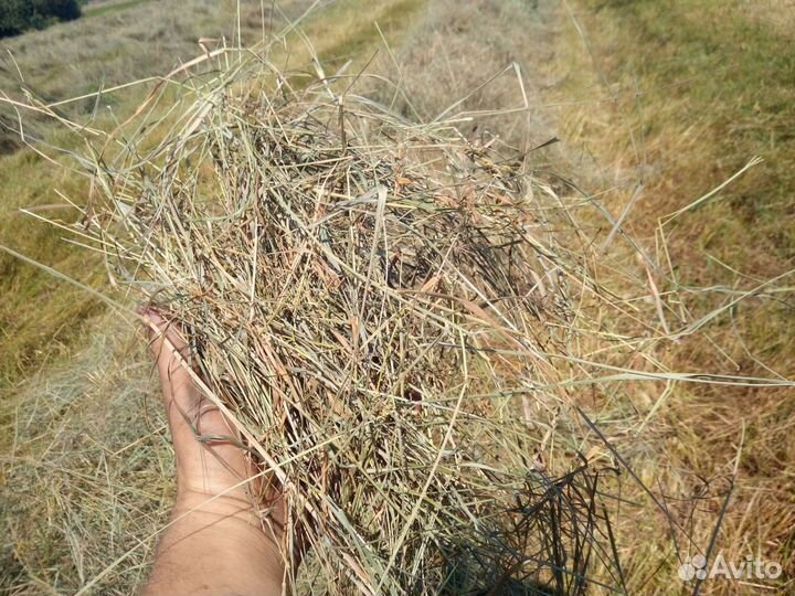 Сено с доставкой