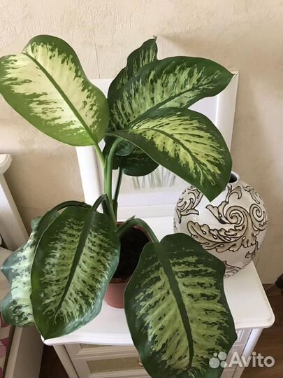 Диффенбахия Сегуина