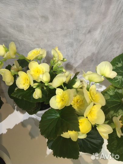 Бегония элатиор