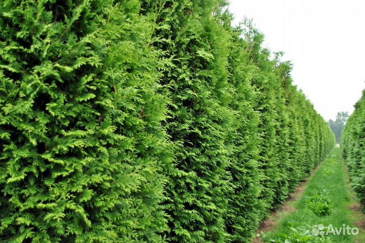 Туи брабант