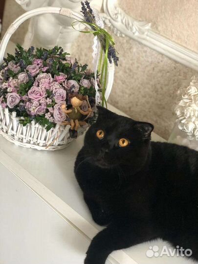 Шотландский вислоухий котик