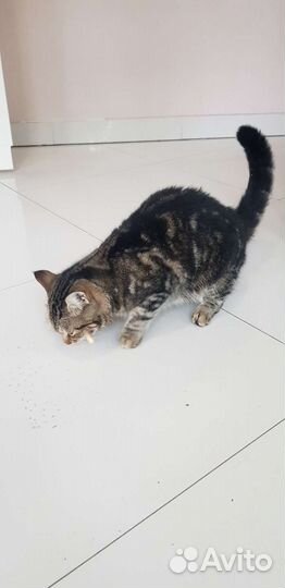 Кошка в дар