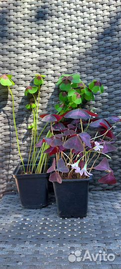 Кислица оксалис