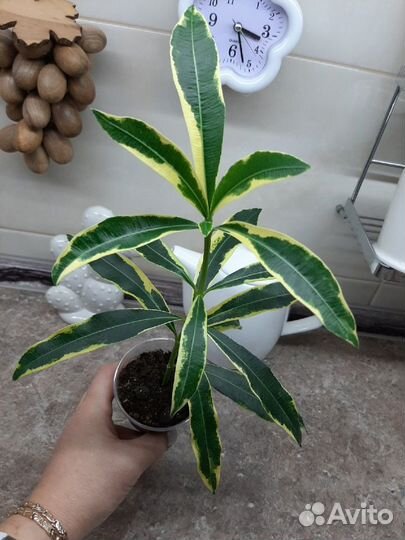 Цветы для дома