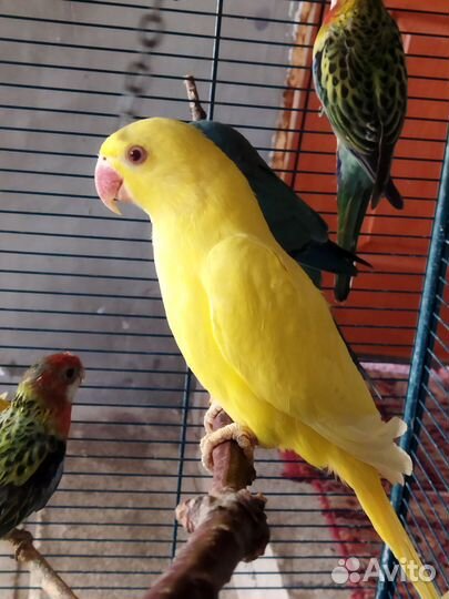 Ожереловый попугай