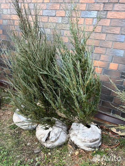 Можжевельник Блю Эрроу из питомника с доставкой
