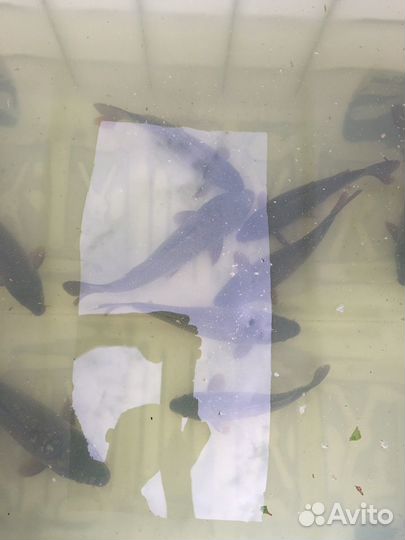 Живая рыба, карп 3х видов