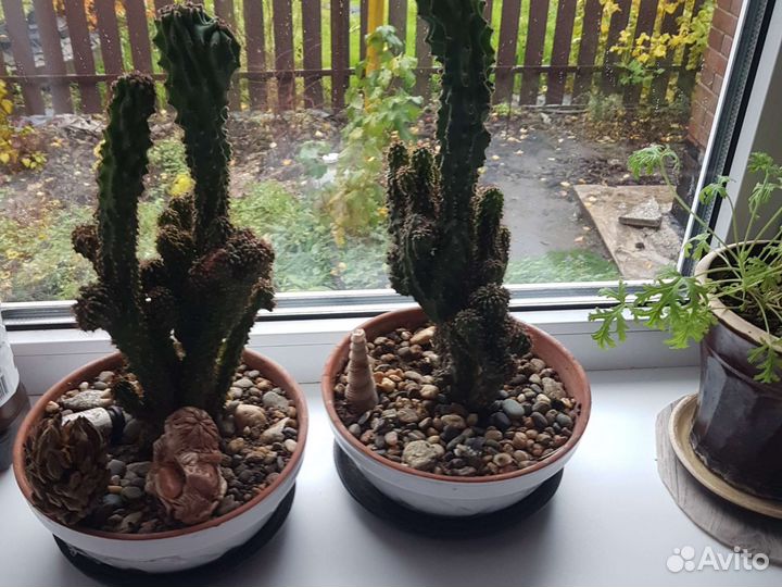 Кактус скала