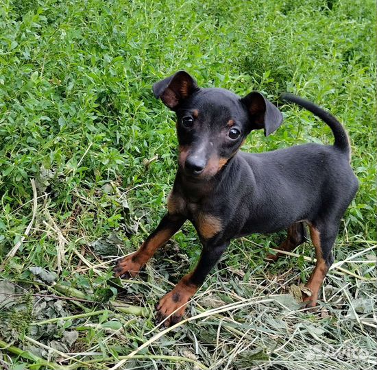 Щенок Цвергпинчера породистый 3,5 мес