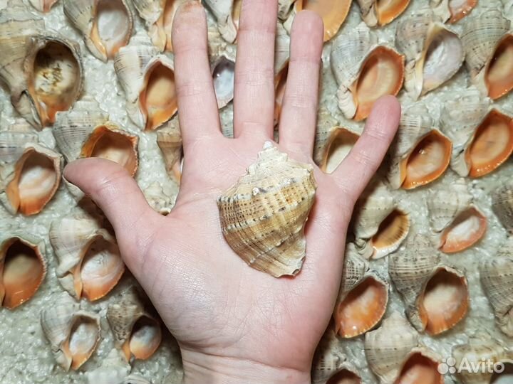 Ракушка рапаны в аквариум