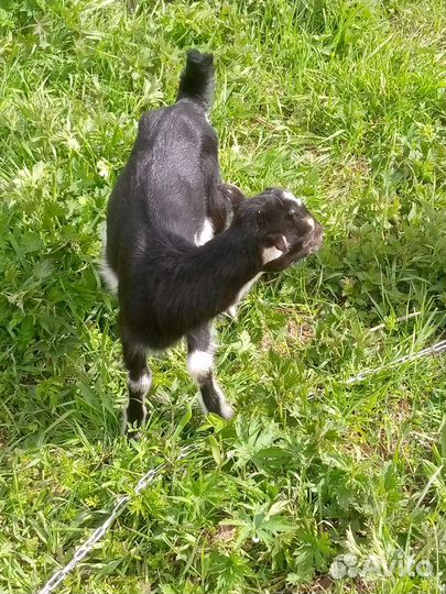 Козлята ламанча