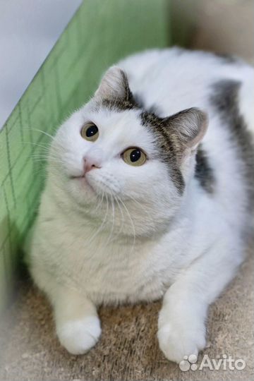 Кошка из приюта