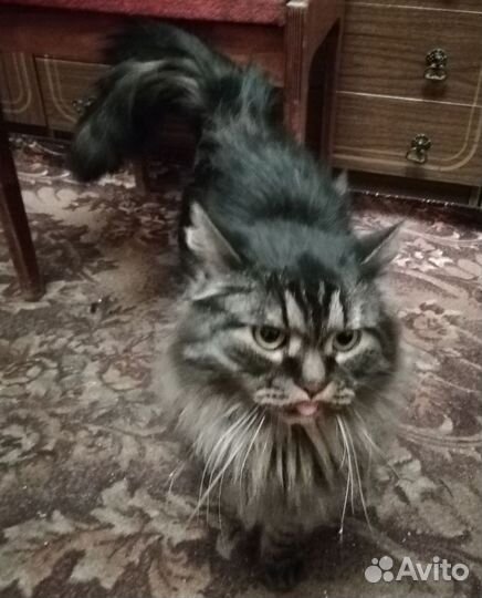 Котик в добрые руки