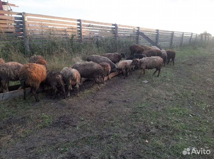 Овцы с ягнята