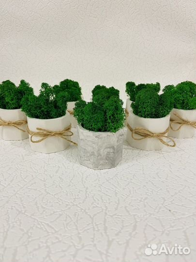 Кашпо со мхом