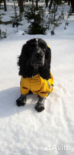 Дождевик для собаки, комбинезон всесезонный