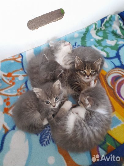 Котята в добрые руки