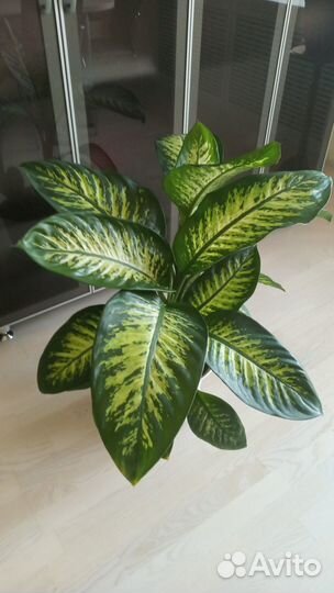 Комнатные растения большие