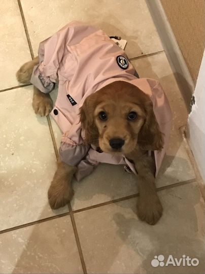 Дождевик для собаки