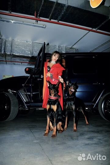 Фотосессия с доберманом