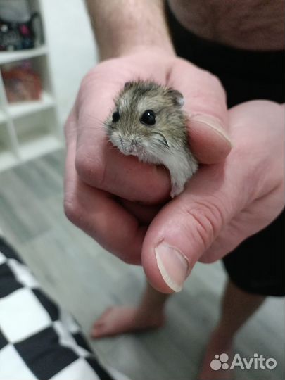 Джунгарский хомяк