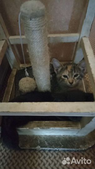 Отдам котят в хорошие руки