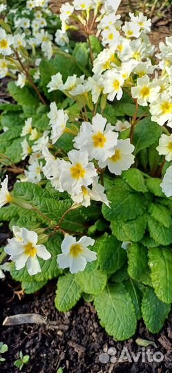 Многолетние растения для сада