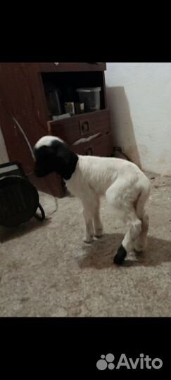 Ягнята дорперы