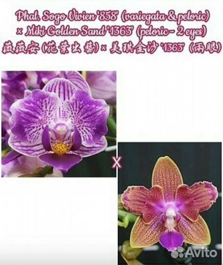 Фаленопсис