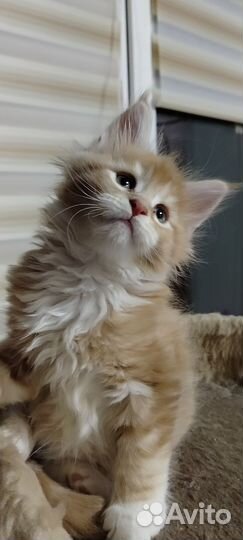 Котята мейн кун