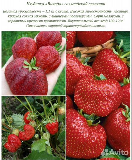 Рассада клубники