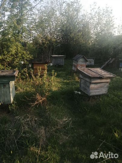 Улей с пчелами