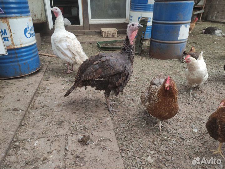 Индюк, индюшки, продажа живым весом