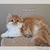 Котята шотландские, 3 месяца