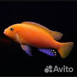 Мальки маловийских цихлид