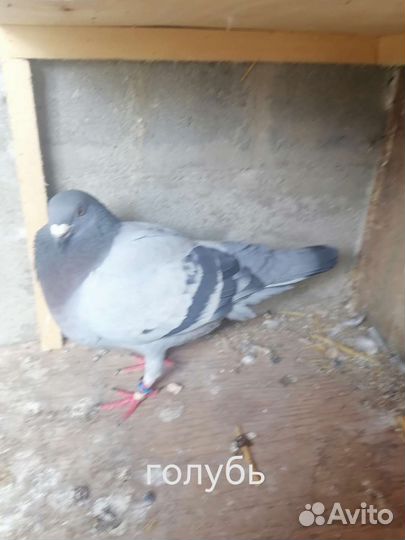 Продам голубей спортивных
