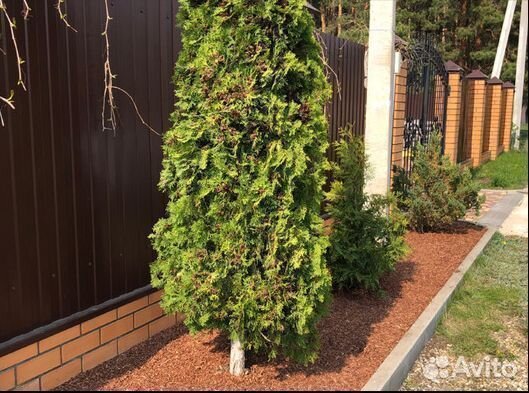 Мульча сосновая кора