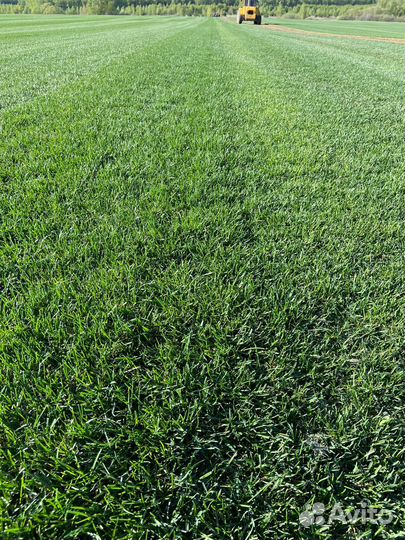 Рулонный газон элит, премиум