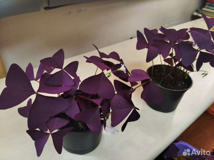 Кислица. Оксалис