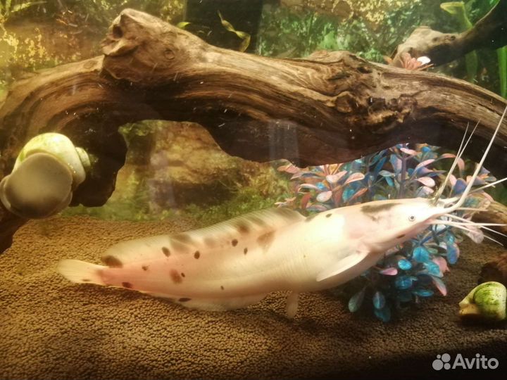 Сом клариус