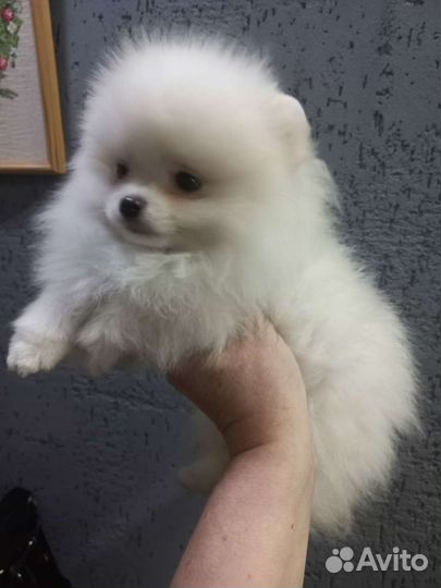 Померанский шпиц мини