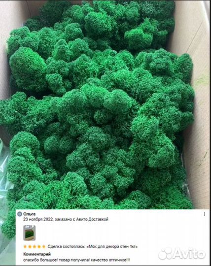 Стабилизированный мох moss decor ягель yagel